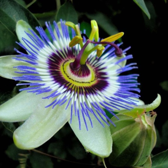 Other - WHITE PASSION ~ COPY OF MY PHOTO 8" x 10"